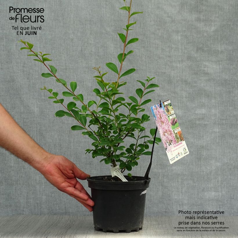 Amostra de Árvore-de-júpiter Monbazillac - Lagerstroemia indica Vaso de 3 L/4 L, Arbusto tal como entregue no verão