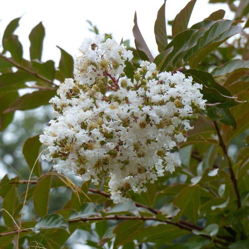 Árvore-de-júpiter Nivea - Lagerstroemia indica (Floração)