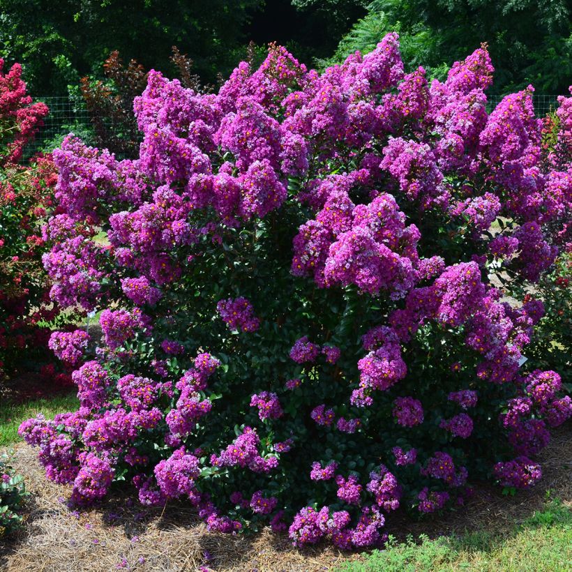 Árvore-de-júpiter Purple Magic - Lagerstroemia indica (Hábito)