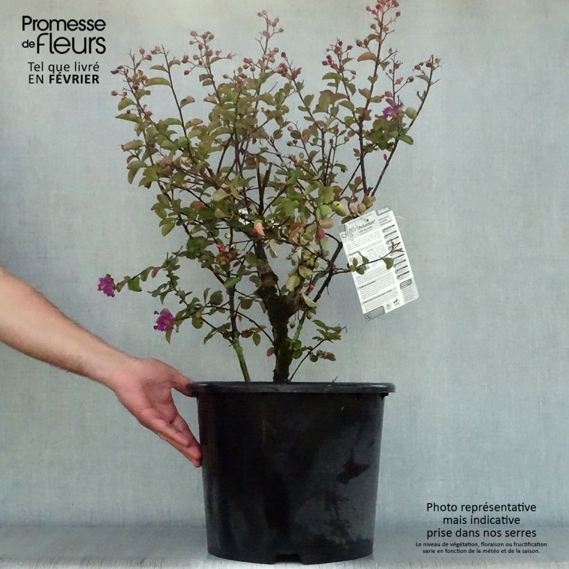 Amostra de Árvore-de-júpiter Pécharmant - Lagerstroemia indica Vaso de 7,5 L/10 L tal como entregue no outono