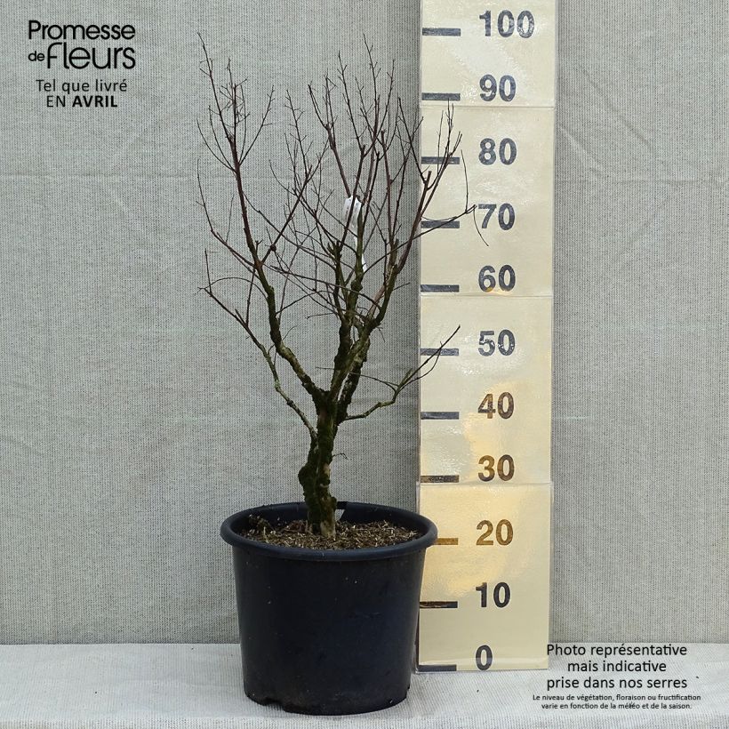 Amostra de Árvore-de-júpiter Pécharmant - Lagerstroemia indica Vaso de 7,5 L/10 L tal como entregue na primavera