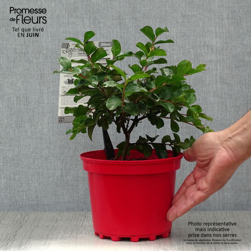 Amostra de Árvore-de-júpiter Périgord Pourpre - Lagerstroemia indica Vaso de 3 L/4 L tal como entregue no verão