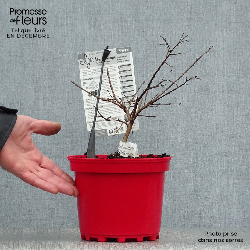 Amostra de Lagerstroemia indica Périgord Pourpre - Lilas des Indes Vaso de 3 L/4 L tal como entregue no inverno