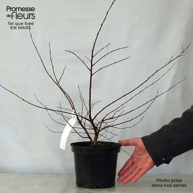 Amostra de Árvore-de-júpiter Petite Canaille mauve - Lagerstroemia indica Vaso de 3 L/4 L tal como entregue na primavera