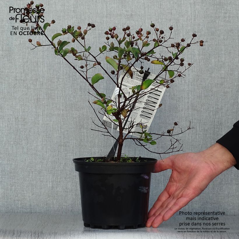 Amostra de Árvore-de-júpiter Petite Canaille mauve - Lagerstroemia indica Vaso de 3 L/4 L tal como entregue no outono
