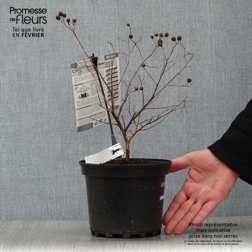 Amostra de Lagerstroemia indica Petite Canaille mauve - Lilas des Indes mauve Vaso de 3 L/4 L tal como entregue no inverno