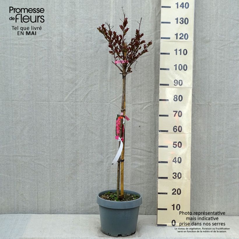 Amostra de Árvore-de-júpiter Pink Velours - Lagerstroemia indica Vaso de 7,5 L/10 L tal como entregue na primavera