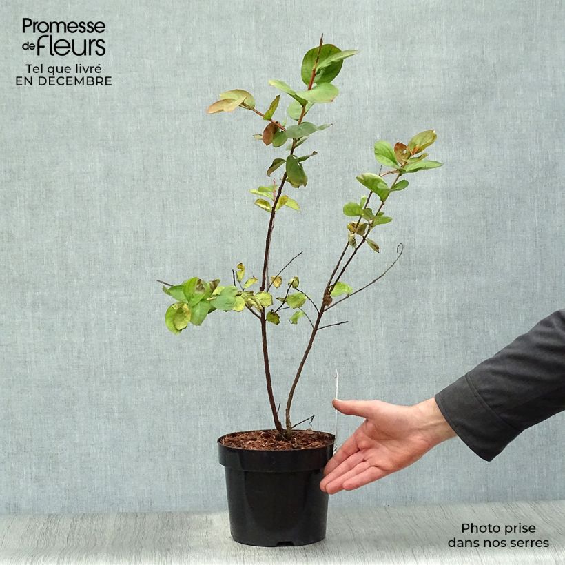 Amostra de Lagerstroemia indica Pink Velours - Lilas des Indes Vaso de 3 L/4 L tal como entregue no inverno