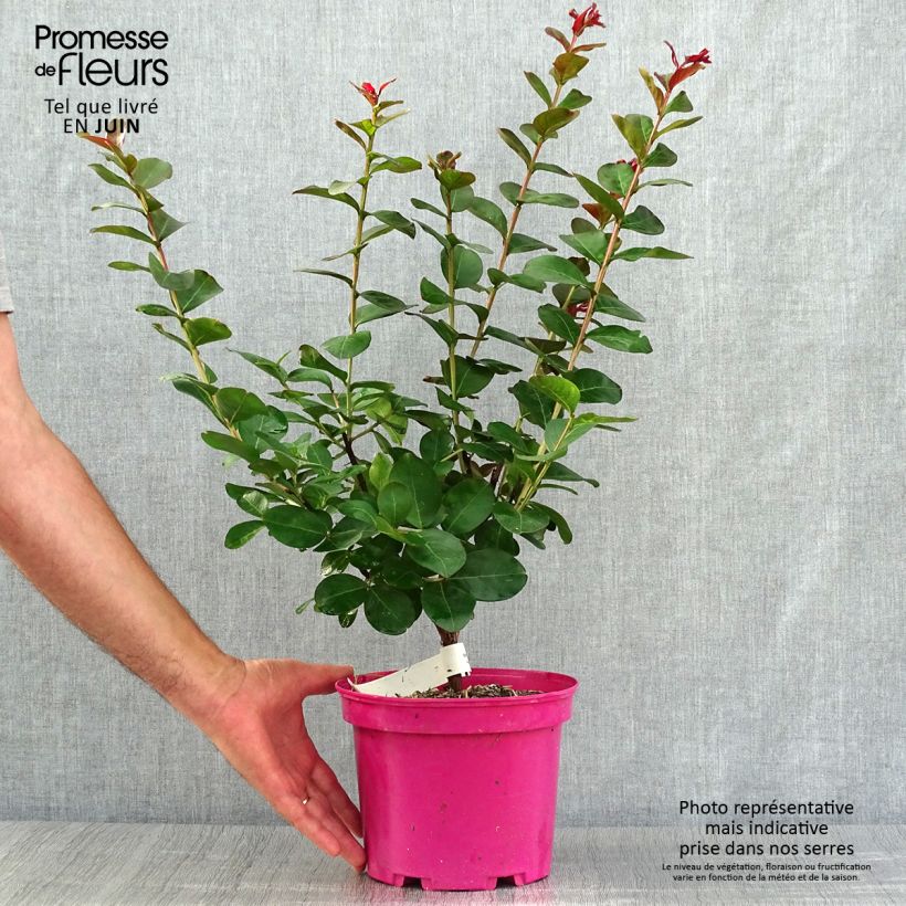 Amostra de Árvore-de-júpiter Pink Velours - Lagerstroemia indica Vaso de 3 L/4 L tal como entregue no verão
