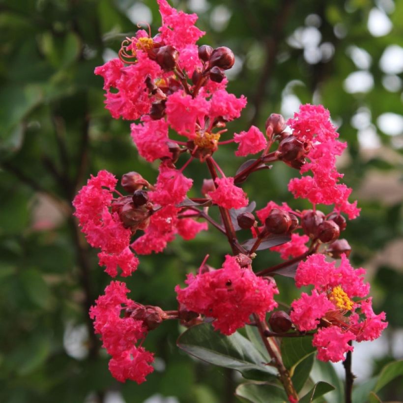 Árvore-de-júpiter Pink Velours - Lagerstroemia indica (Floração)