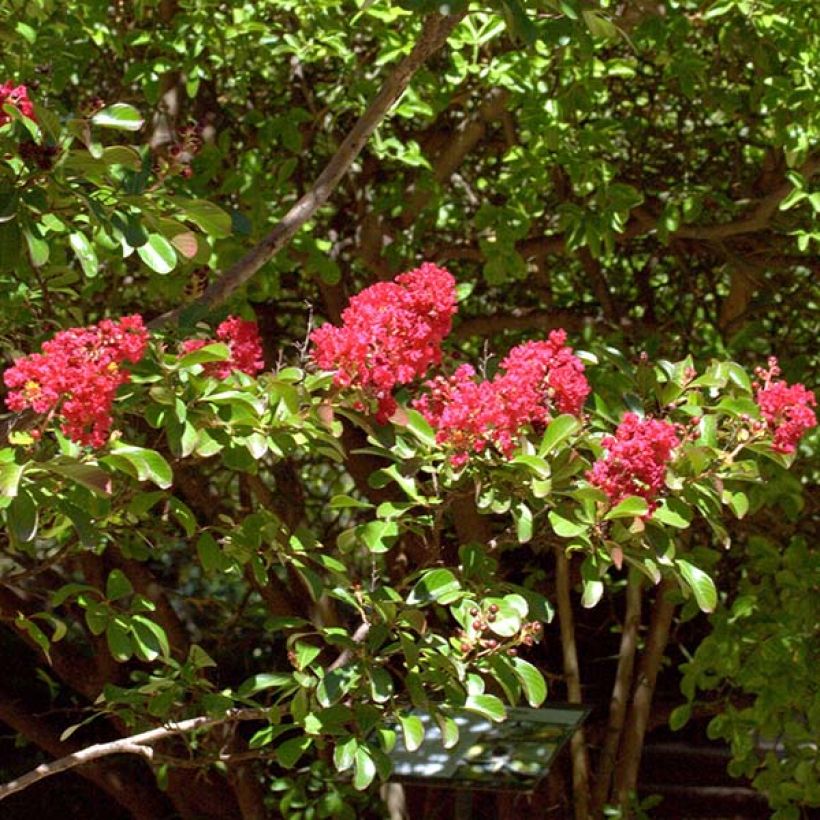 Árvore-de-júpiter Red Imperator - Lagerstroemia indica (Floração)