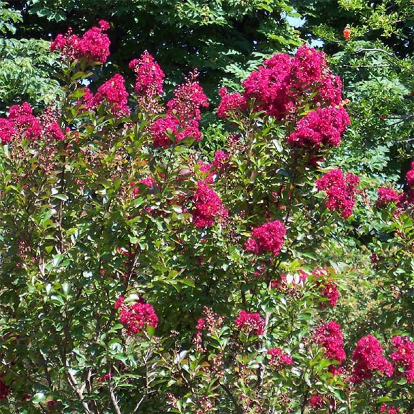 Árvore-de-júpiter Red Imperator - Lagerstroemia indica (Hábito)