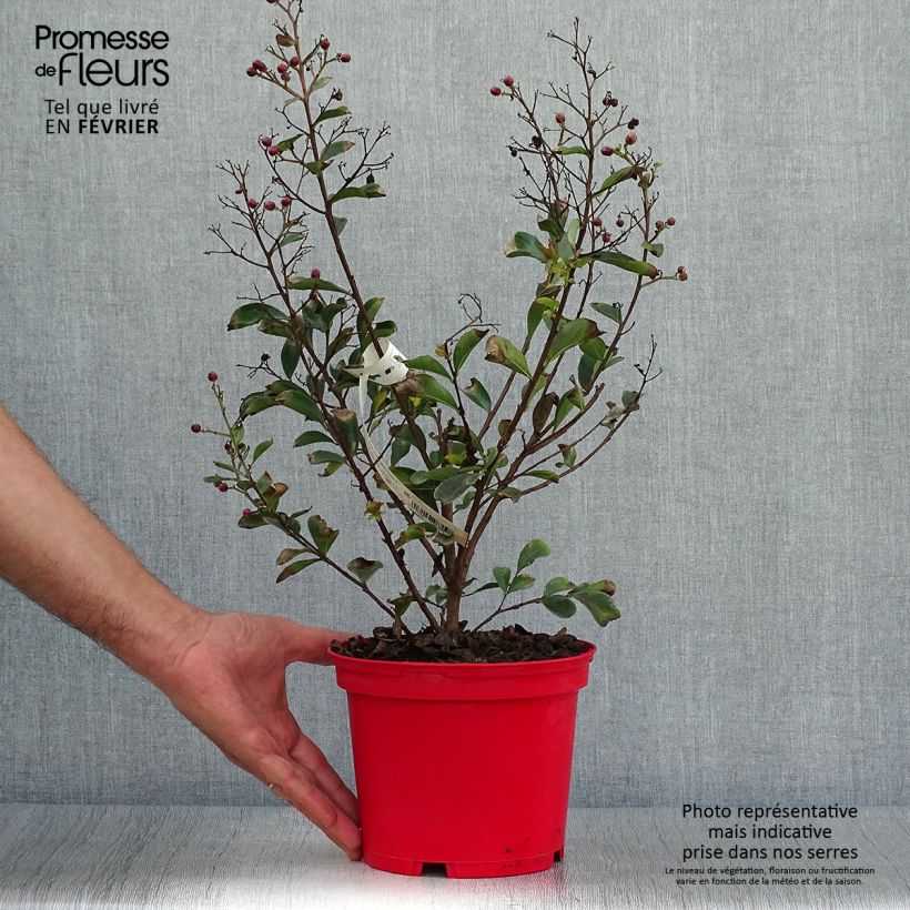Amostra de Árvore-de-júpiter Red Imperator - Lagerstroemia indica Vaso de 3 L/4 L, Arbusto tal como entregue no outono