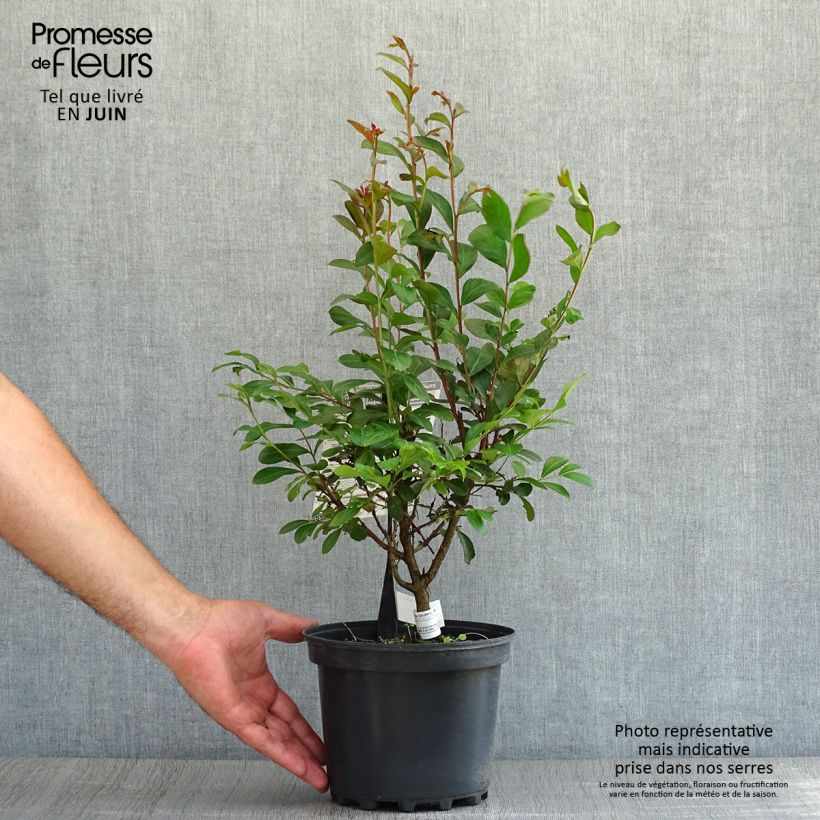 Amostra de Árvore-de-júpiter Red Imperator - Lagerstroemia indica Vaso de 3 L/4 L, Arbusto tal como entregue no verão