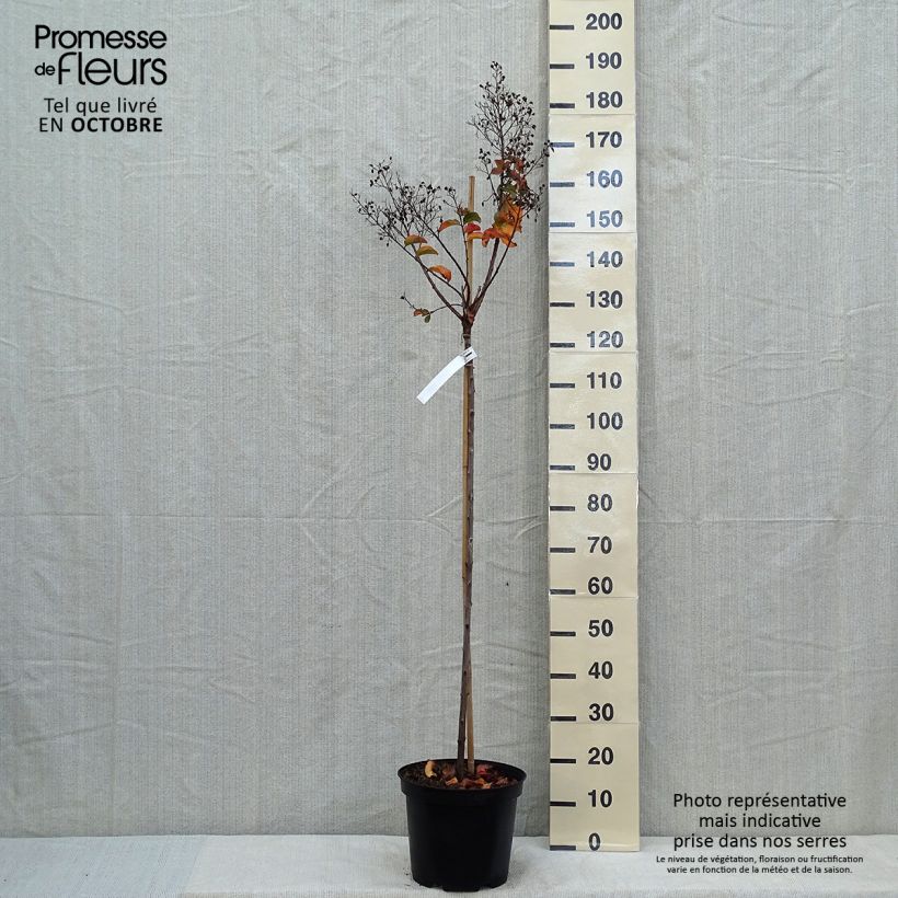Amostra de Árvore-de-júpiter Rhapsody in Pink - Lagerstroemia indica Vaso de 7,5 L/10 L, Haste tal como entregue no outono