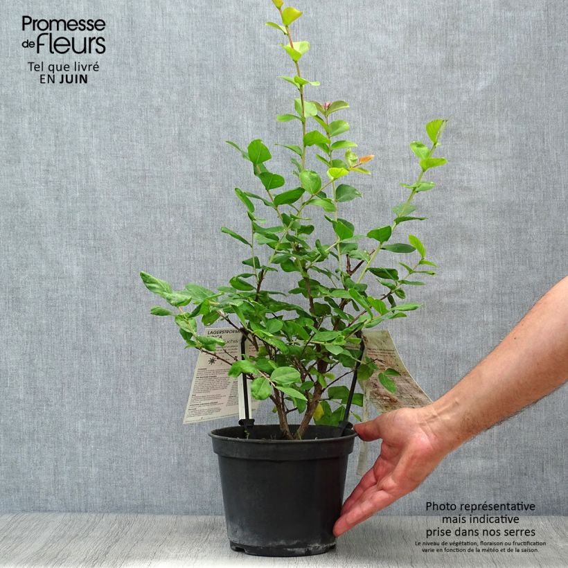 Amostra de Árvore-de-júpiter Rose Fuchsia - Lagerstroemia indica Vaso de 3 L/4 L, Arbusto tal como entregue no verão