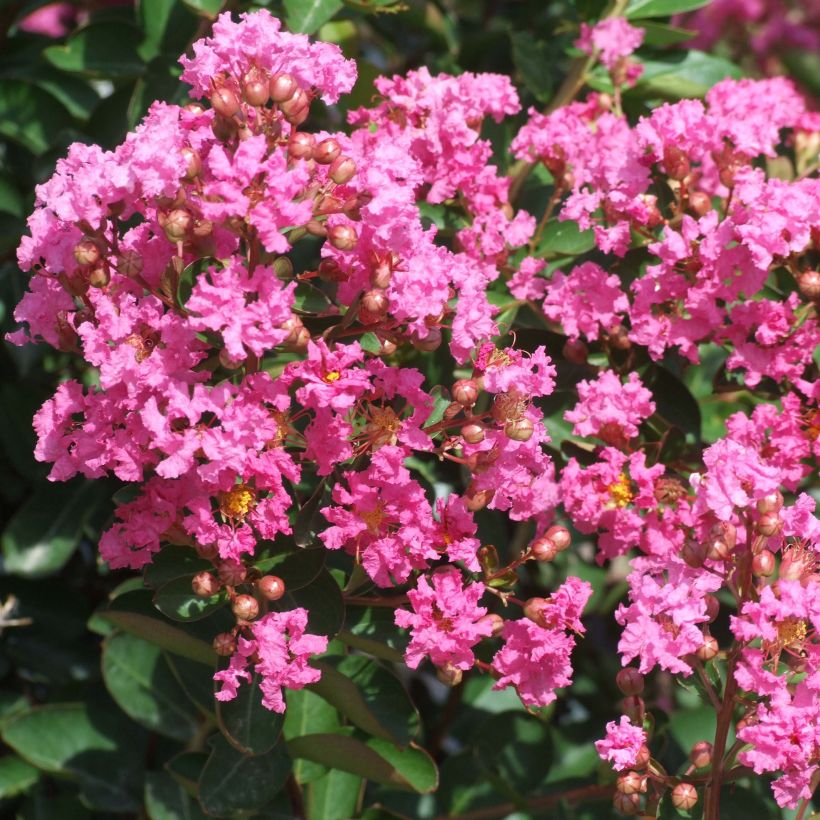 Árvore-de-júpiter Rose Indien  - Lagerstroemia indica (Floração)