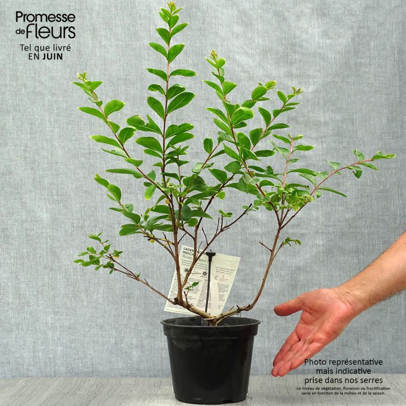 Amostra de Árvore-de-júpiter Rose Indien  - Lagerstroemia indica Vaso de 3 L/4 L tal como entregue no verão