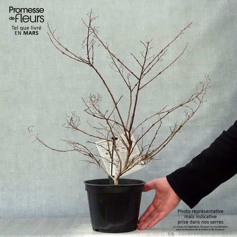 Amostra de Árvore-de-júpiter Rose Indien  - Lagerstroemia indica Vaso de 3 L/4 L tal como entregue na primavera