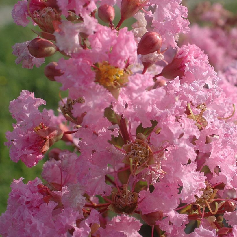 Árvore-de-júpiter Rose Thé - Lagerstroemia indica (Floração)