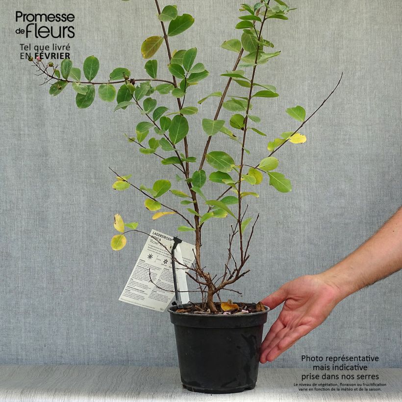 Amostra de Árvore-de-júpiter Rose Thé - Lagerstroemia indica Vaso de 3 L/4 L tal como entregue no outono