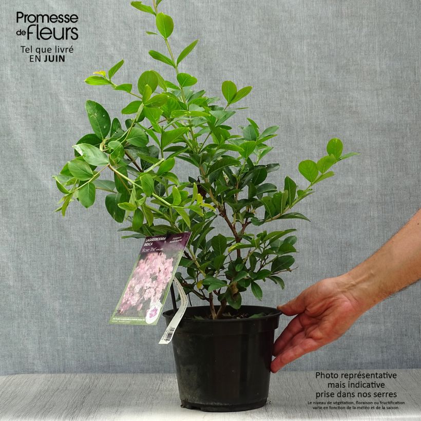 Amostra de Árvore-de-júpiter Rose Thé - Lagerstroemia indica Vaso de 3 L/4 L tal como entregue no verão