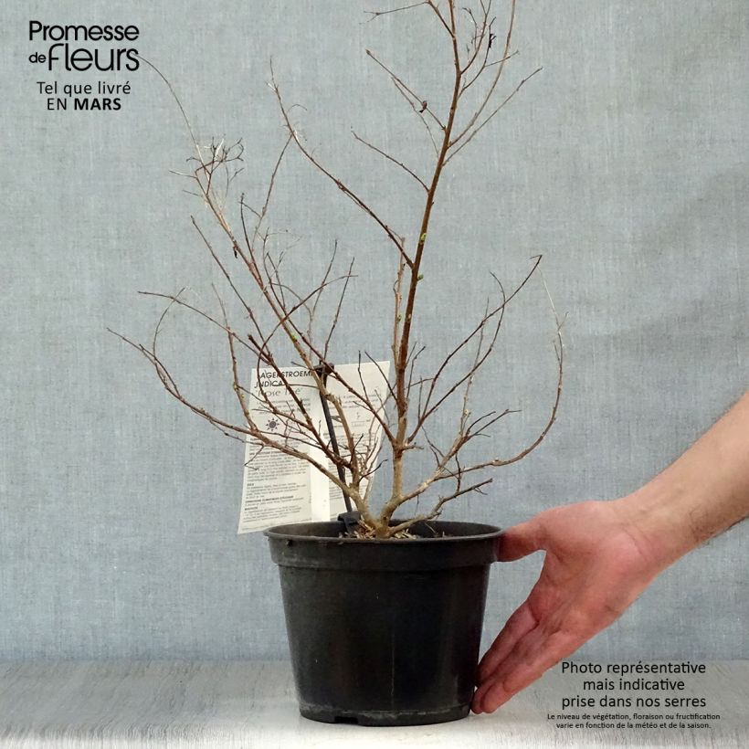 Amostra de Árvore-de-júpiter Rose Thé - Lagerstroemia indica Vaso de 3 L/4 L tal como entregue na primavera