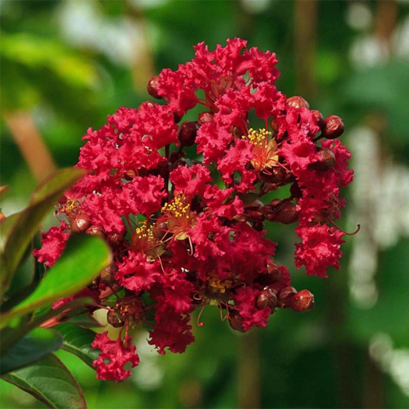 Árvore-de-júpiter Vermelho Anão  - Lagerstroemia indica (Floração)