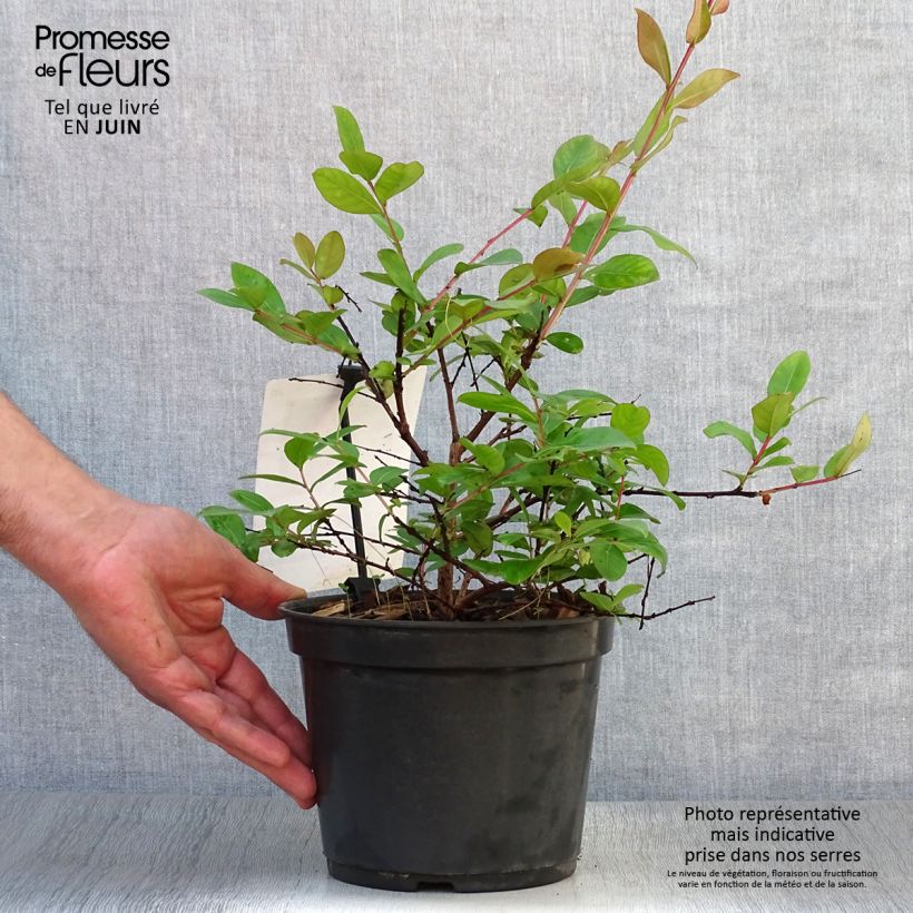 Amostra de Árvore-de-júpiter Vermelho Anão  - Lagerstroemia indica Vaso de 2 L/3 L tal como entregue no verão