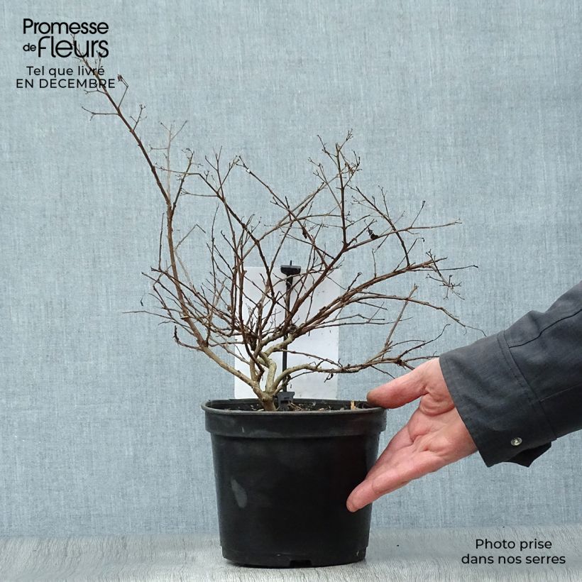 Amostra de Árvore-de-júpiter Vermelho Anão  - Lagerstroemia indica Vaso de 2 L/3 L tal como entregue no inverno