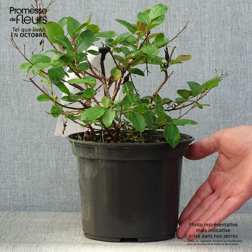 Amostra de Árvore-de-júpiter Vermelho Anão  - Lagerstroemia indica Vaso de 2 L/3 L tal como entregue no outono