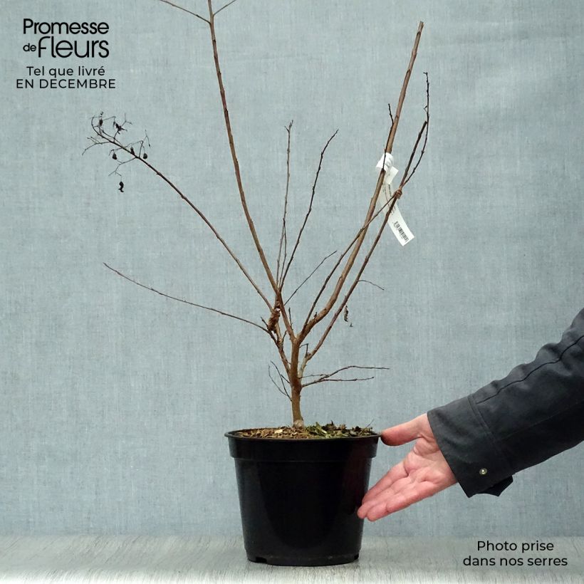 Amostra de Lagerstroemia indica Rubra - Lilas des Indes Vaso de 2 L/3 L tal como entregue no inverno