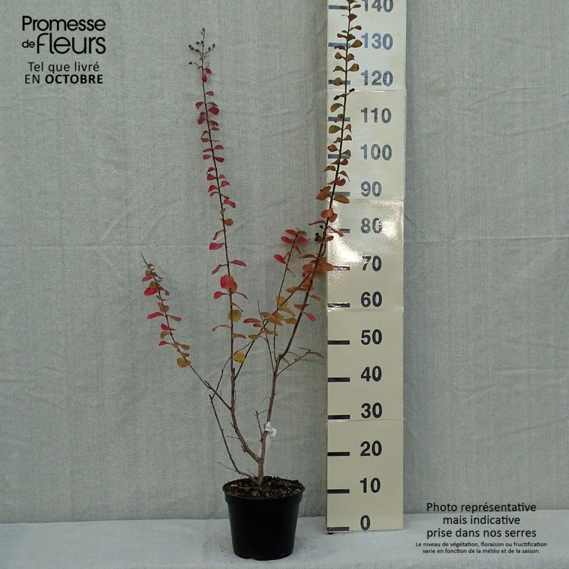 Amostra de Árvore-de-júpiter Rubra - Lagerstroemia indica Vaso de 2 L/3 L tal como entregue no outono