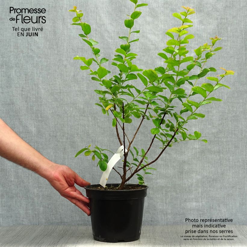 Amostra de Árvore-de-júpiter Rubra - Lagerstroemia indica Vaso de 2 L/3 L tal como entregue no verão