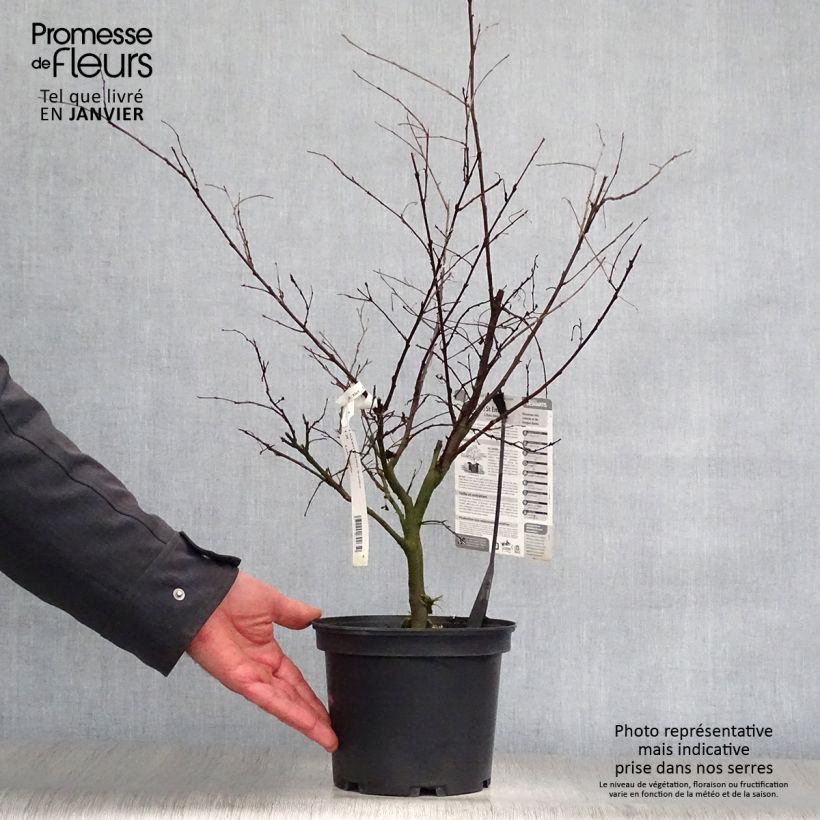 Amostra de Lagerstroemia indica Saint Emilion - Lilas des Indes	 Vaso de 3 L/4 L tal como entregue no inverno