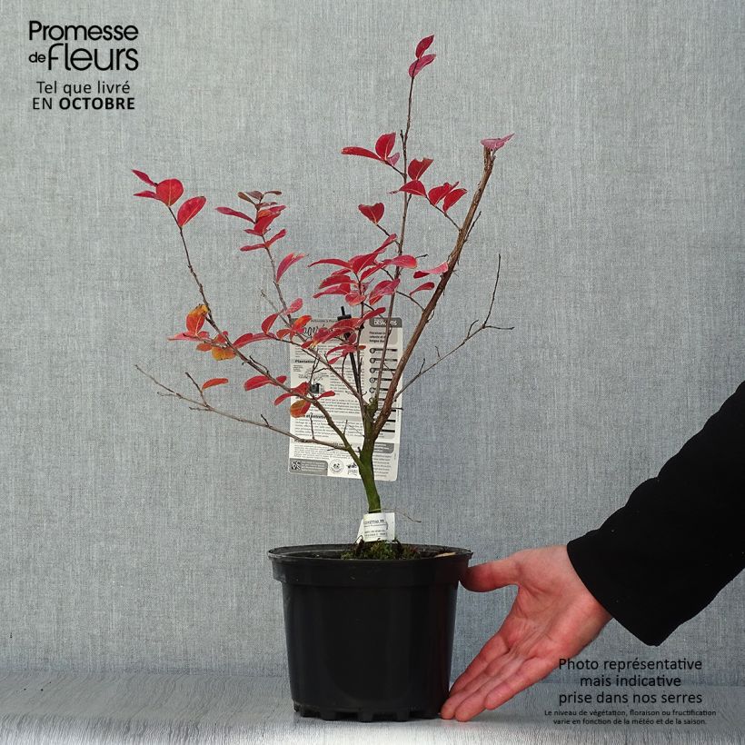 Amostra de Árvore-de-júpiter Saint Emilion - Lagerstroemia indica Vaso de 3 L/4 L tal como entregue no outono