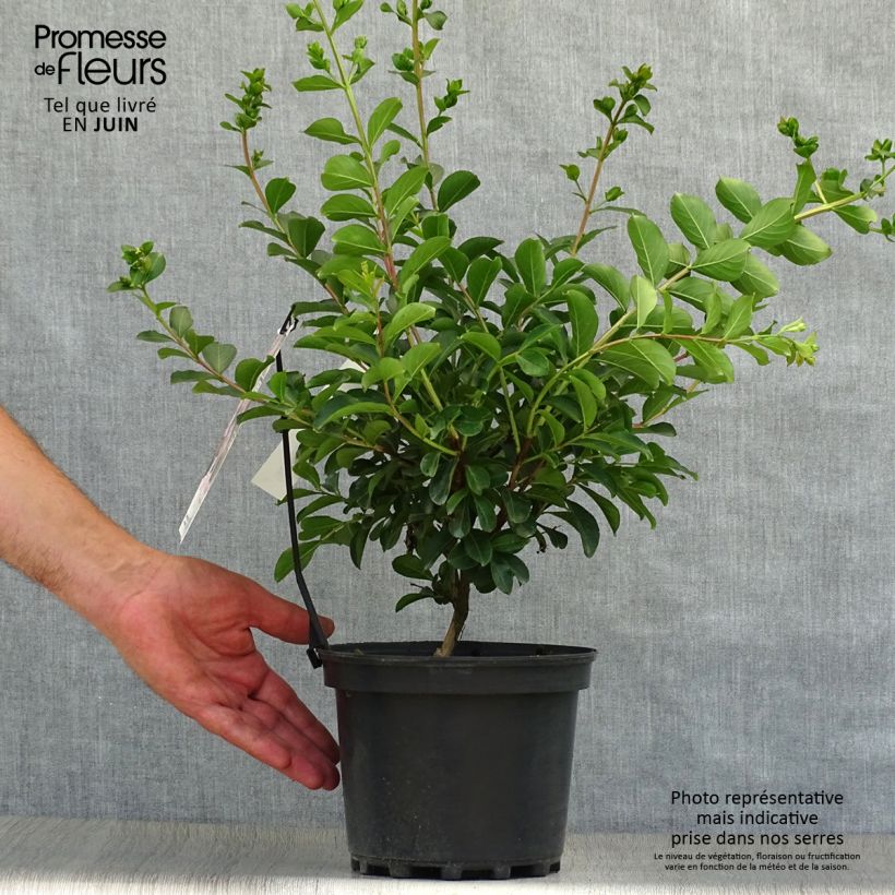 Amostra de Árvore-de-júpiter Soir d'Eté - Lagerstroemia indica Vaso de 3 L/4 L tal como entregue no verão