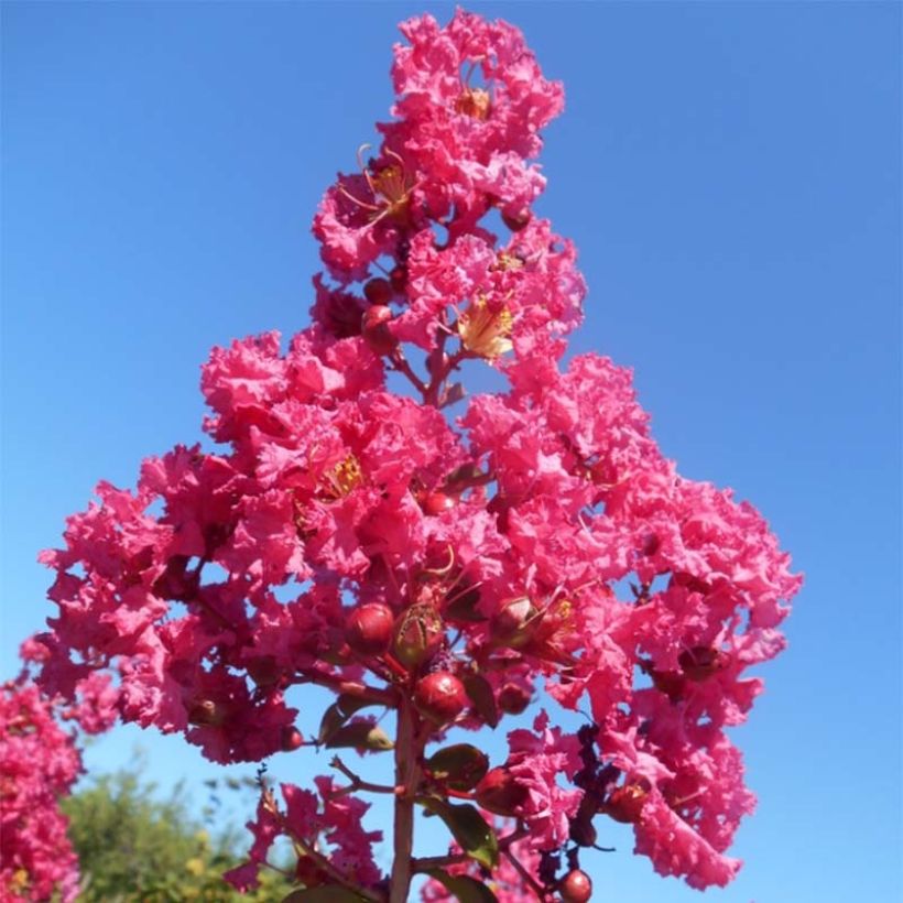 Árvore-de-júpiter Souvenir d'André Desmartis - Lagerstroemia indica (Floração)