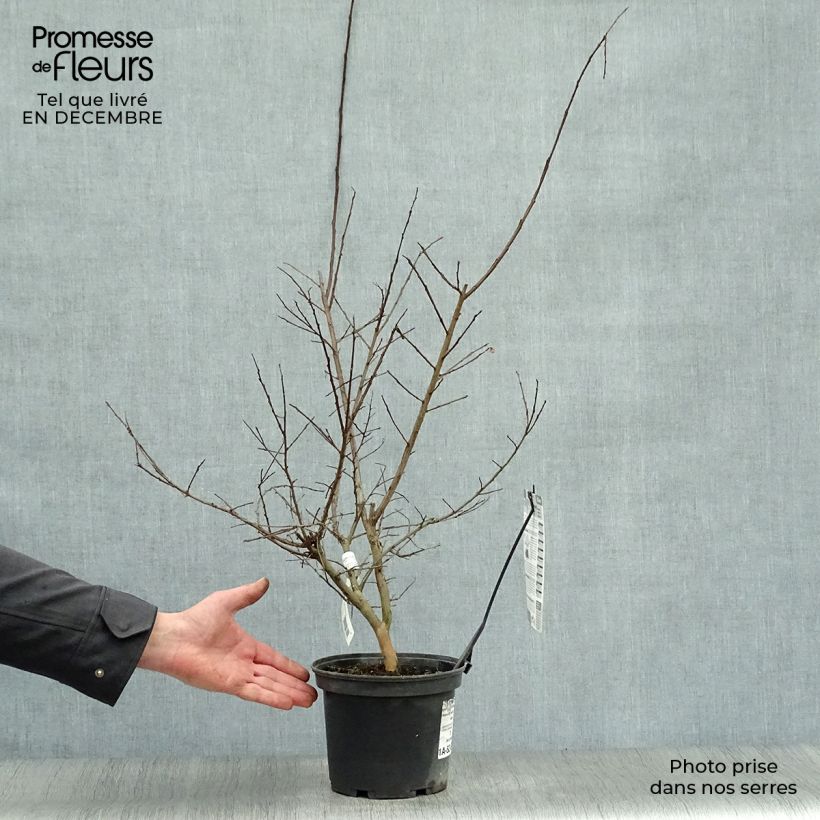 Amostra de Lagerstroemia indica Souvenir d'André Desmartis - Lilas des Indes	 Vaso de 3 L/4 L tal como entregue no inverno