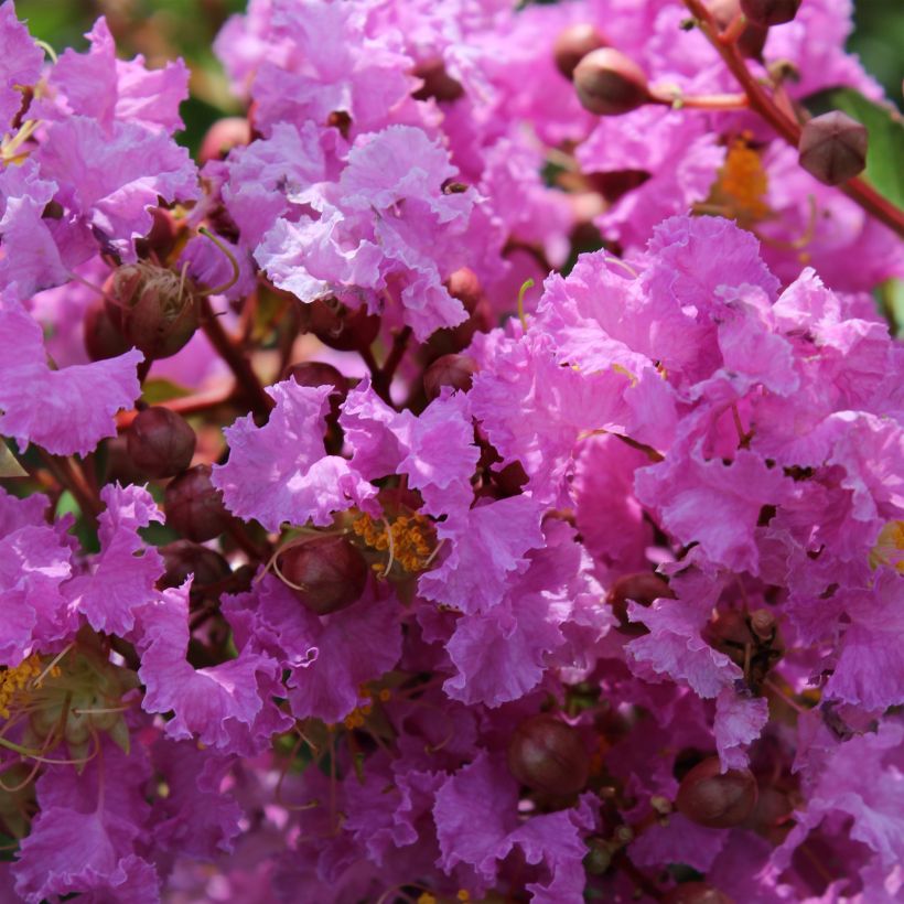 Árvore-de-júpiter Souvenir d'Hubert Puard - Lagerstroemia indica (Floração)