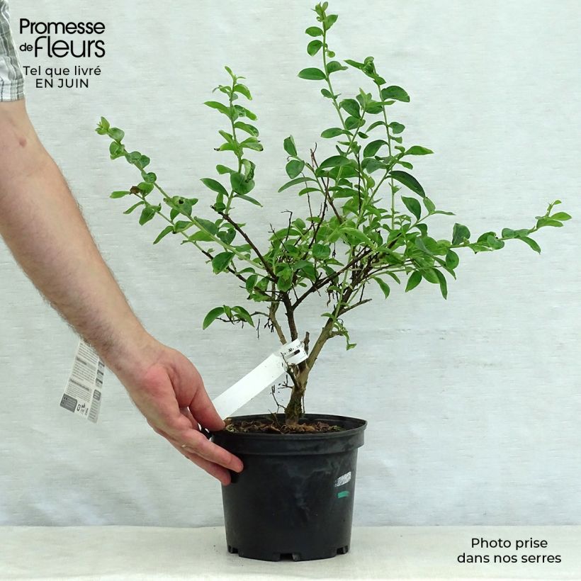 Amostra de Árvore-de-júpiter Souvenir d'Hubert Puard - Lagerstroemia indica Vaso de 3 L/4 L tal como entregue no verão