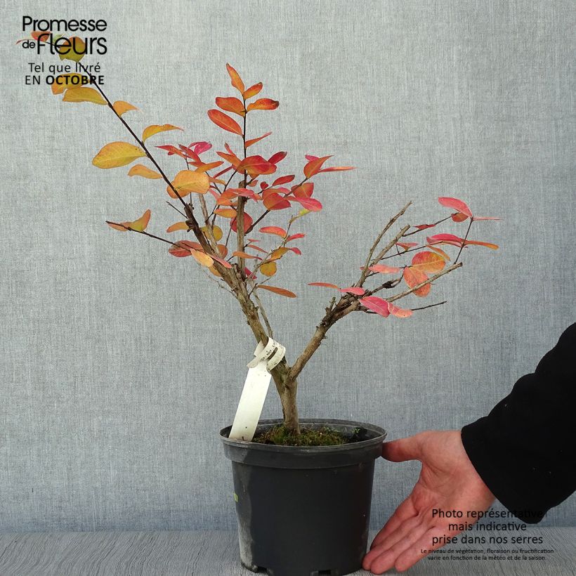 Amostra de Árvore-de-júpiter Souvenir d'André Desmartis - Lagerstroemia indica Vaso de 3 L/4 L tal como entregue no outono