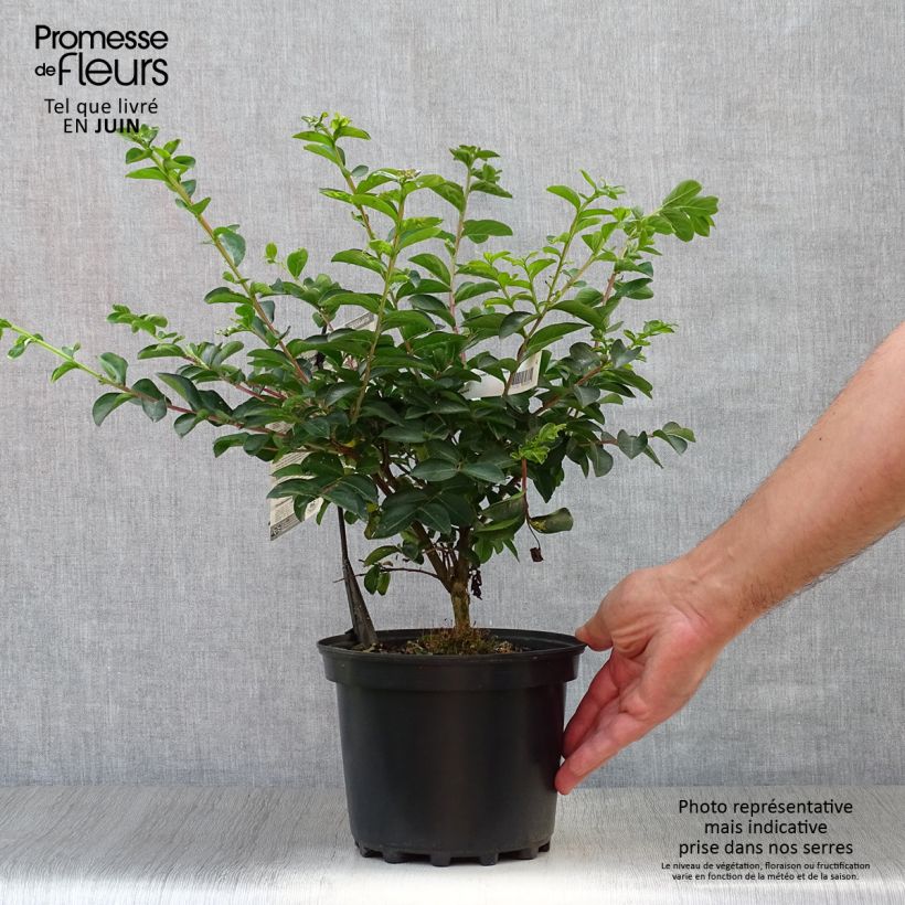 Amostra de Árvore-de-júpiter Souvenir d'André Desmartis - Lagerstroemia indica Vaso de 3 L/4 L tal como entregue no verão