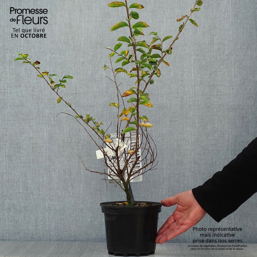 Amostra de Árvore-de-júpiter Souvenir d'Hubert Puard - Lagerstroemia indica Vaso de 3 L/4 L tal como entregue no outono