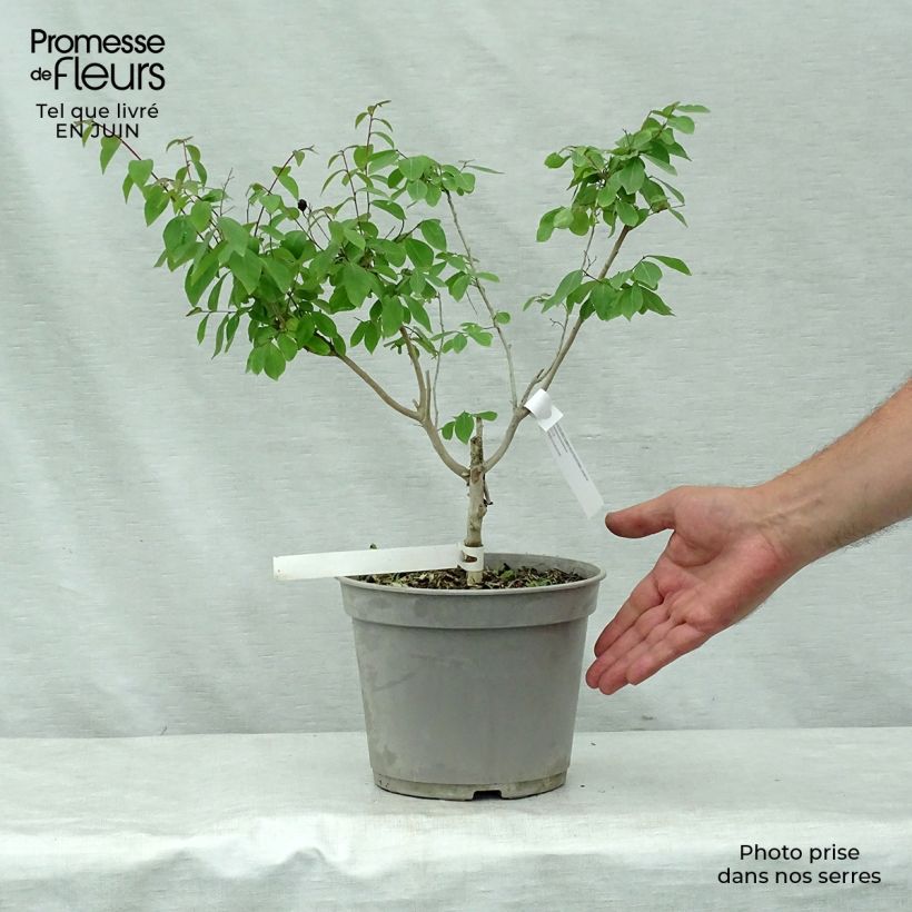 Amostra de Lagerstroemia indica Summer Beauty Centennial - Lilas des Indes Vaso de 3 L/4 L tal como entregue no verão