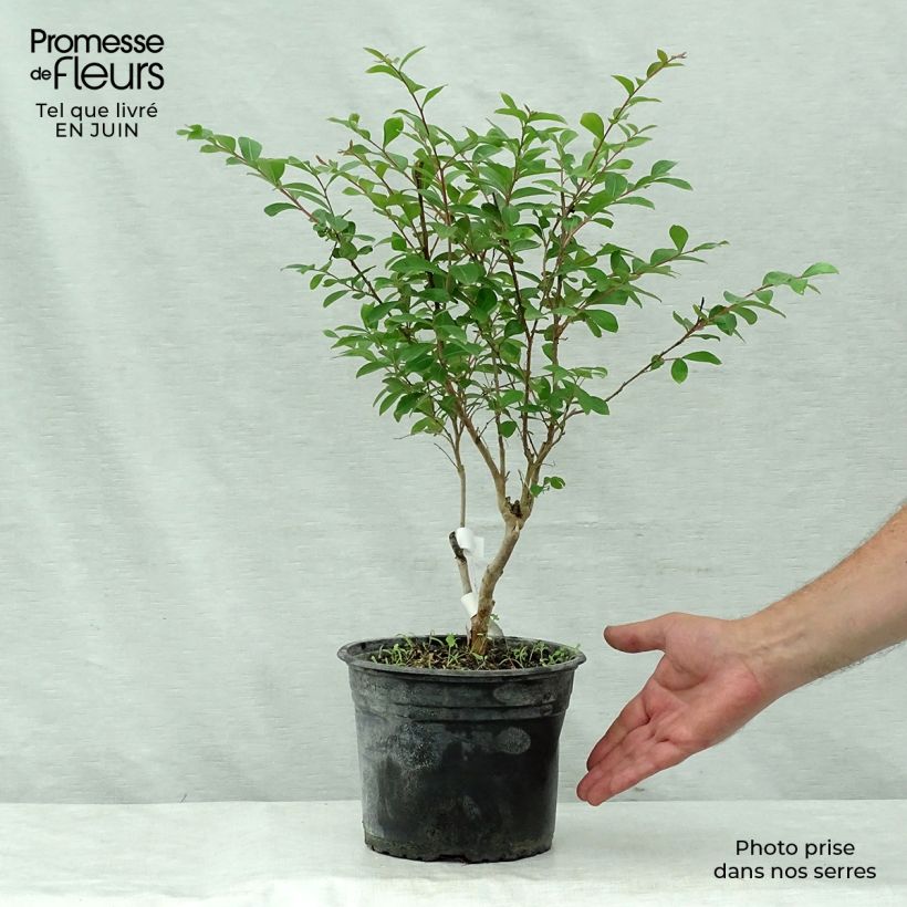 Amostra de Árvore-de-júpiter Summer Beauty Ozark Spring - Lagerstroemia indica Vaso de 3 L/4 L tal como entregue no verão