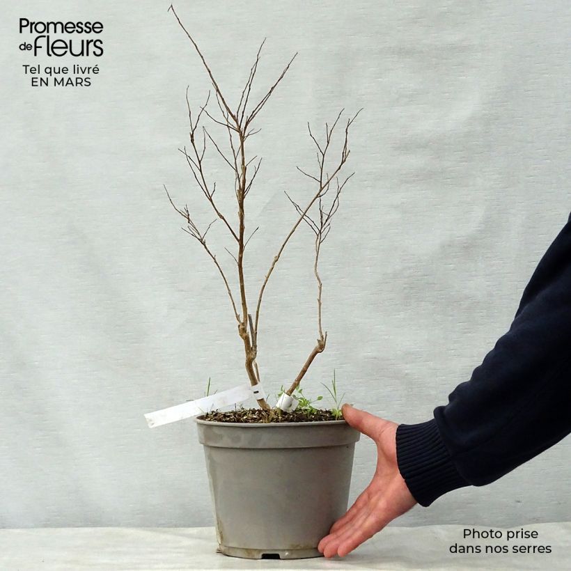 Amostra de Lagerstroemia indica Summer Beauty Ozark Spring - Lilas des Indes Vaso de 3 L/4 L tal como entregue na primavera