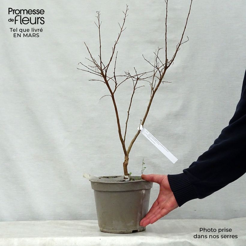 Amostra de Lagerstroemia indica Summer Beauty Velma's Royal Delight - Lilas des Indes Vaso de 3 L/4 L tal como entregue na primavera