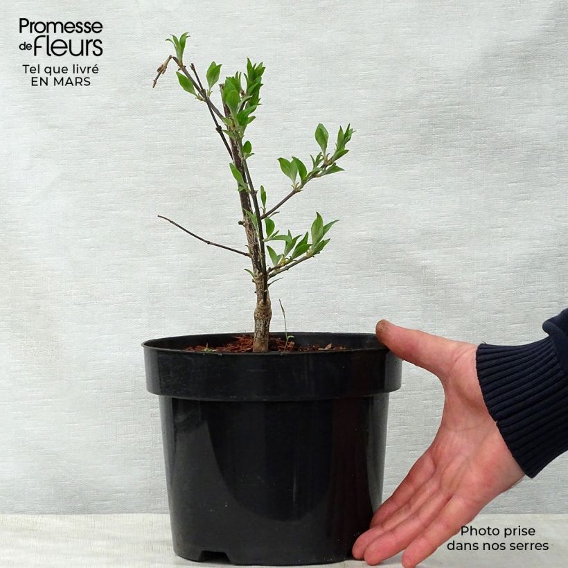 Amostra de Lagerstroemia indica Summer Beauty Victor - Lilas des Indes Vaso de 3 L/4 L tal como entregue na primavera