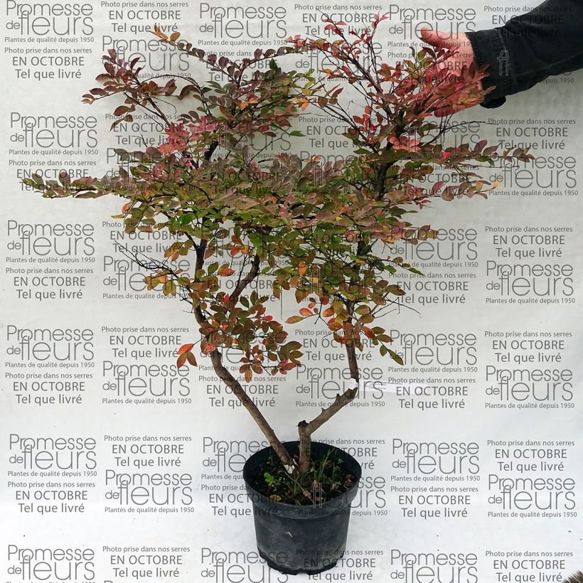 Exemplo de amostra de Lagerstroemia indica Summer Charm Acoma - Lilas des Indes Pot de 3L/4L tal como entregue